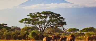 Africa Leads the World in Evangelical Growth, Says Researcher