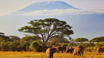 Africa Leads the World in Evangelical Growth, Says Researcher