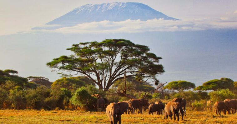 Africa Leads the World in Evangelical Growth, Says Researcher