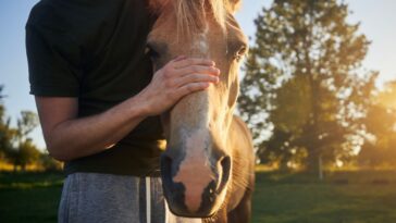 Horses Bring Healing to Israel's Wounded Soldiers